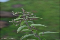 Tylophora fasciculata